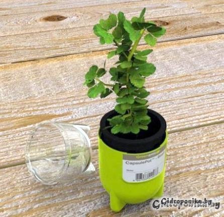 CapsulePot — капсульный сад