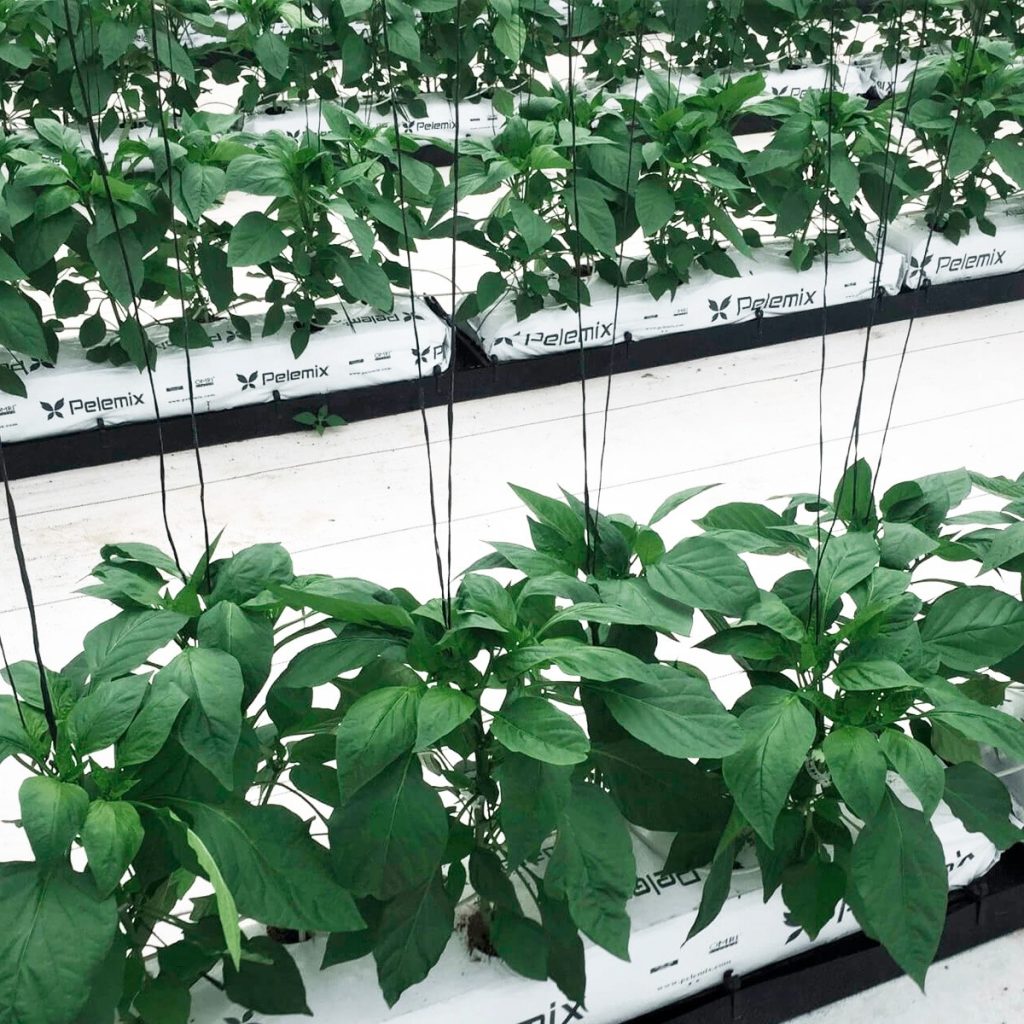 кокосовый субстрат на гидропонике