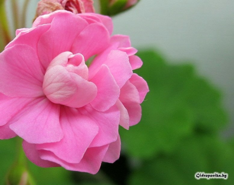 Swanland Pink / Australian Pink Rosebud