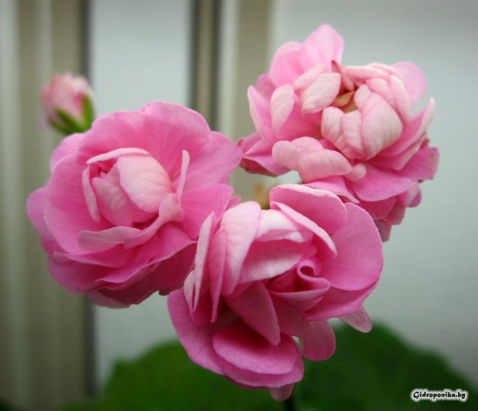 Swanland Pink / Australian Pink Rosebud