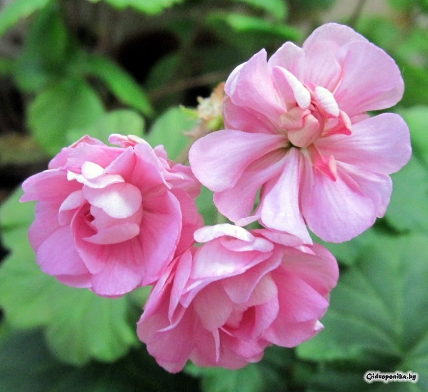 Swanland Pink / Australian Pink Rosebud