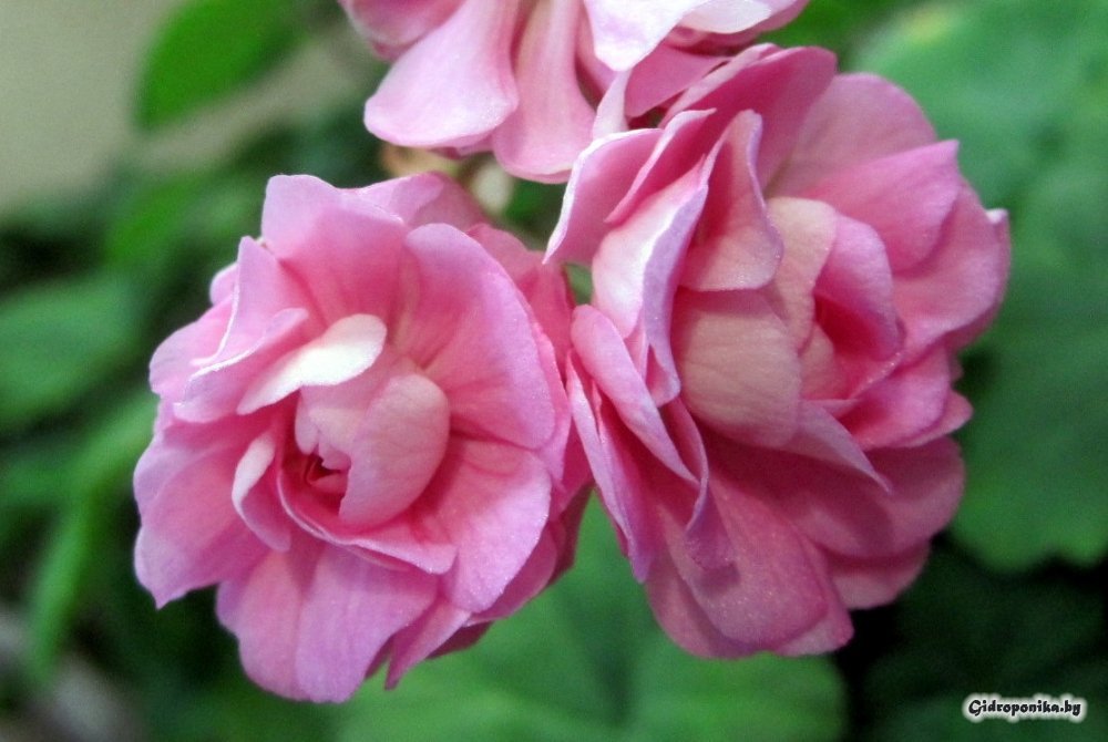 Swanland Pink / Australian Pink Rosebud