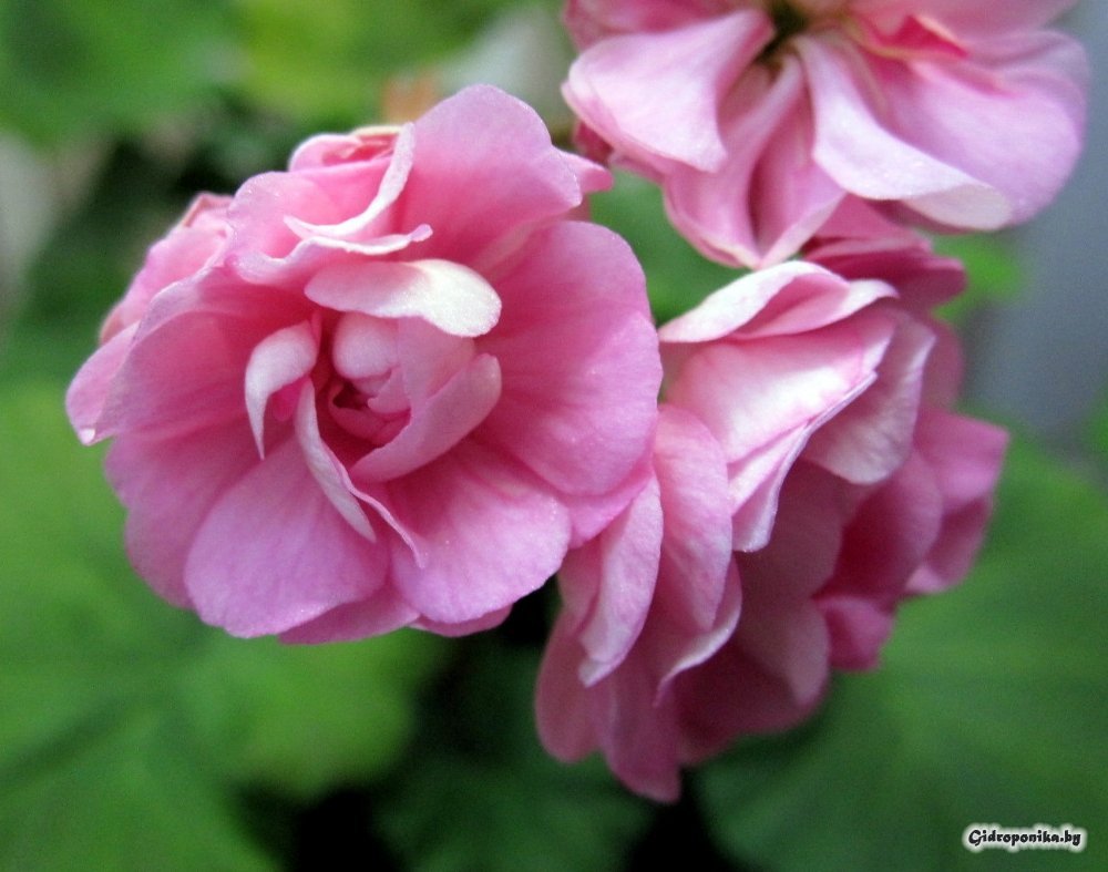 Swanland Pink / Australian Pink Rosebud