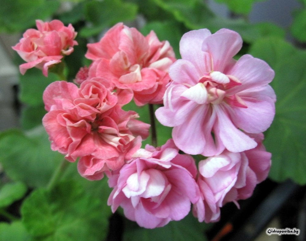 Swanland Pink / Australian Pink Rosebud