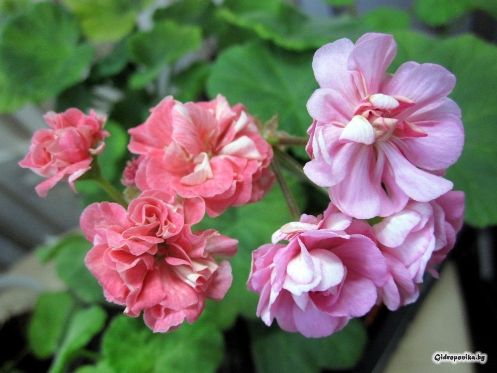 Swanland Pink / Australian Pink Rosebud