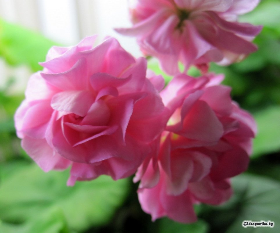 Swanland Pink / Australian Pink Rosebud