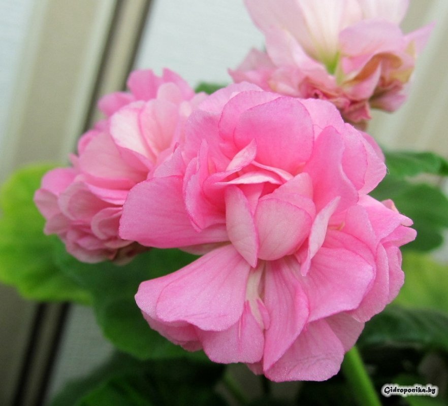 Swanland Pink / Australian Pink Rosebud