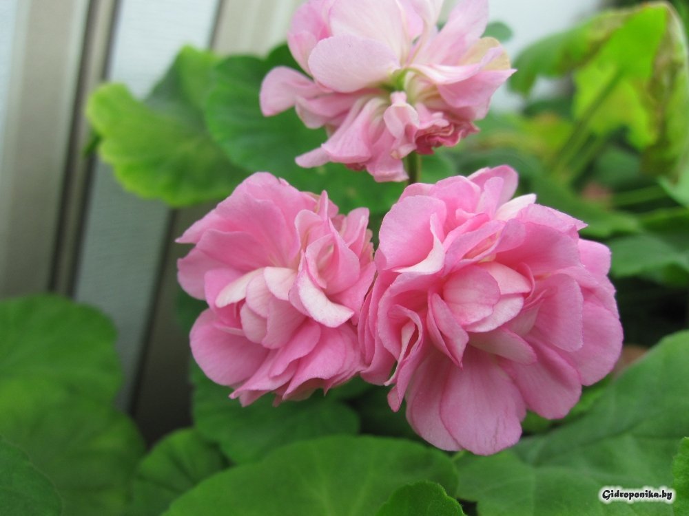 Swanland Pink / Australian Pink Rosebud