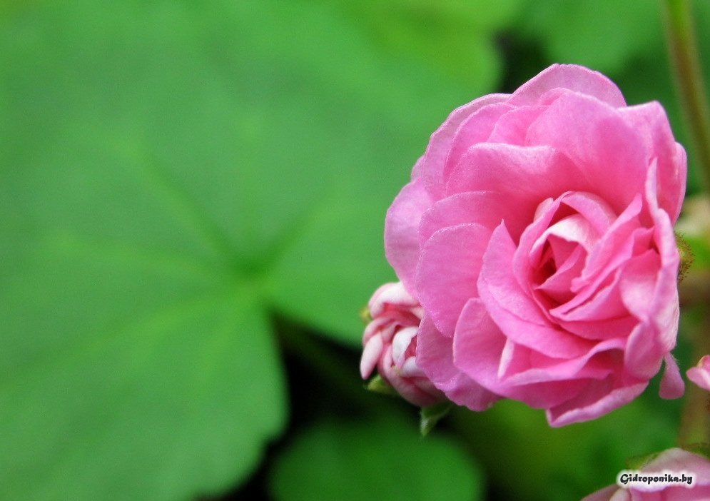 Swanland Pink / Australian Pink Rosebud