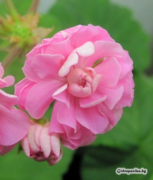 Swanland Pink / Australian Pink Rosebud