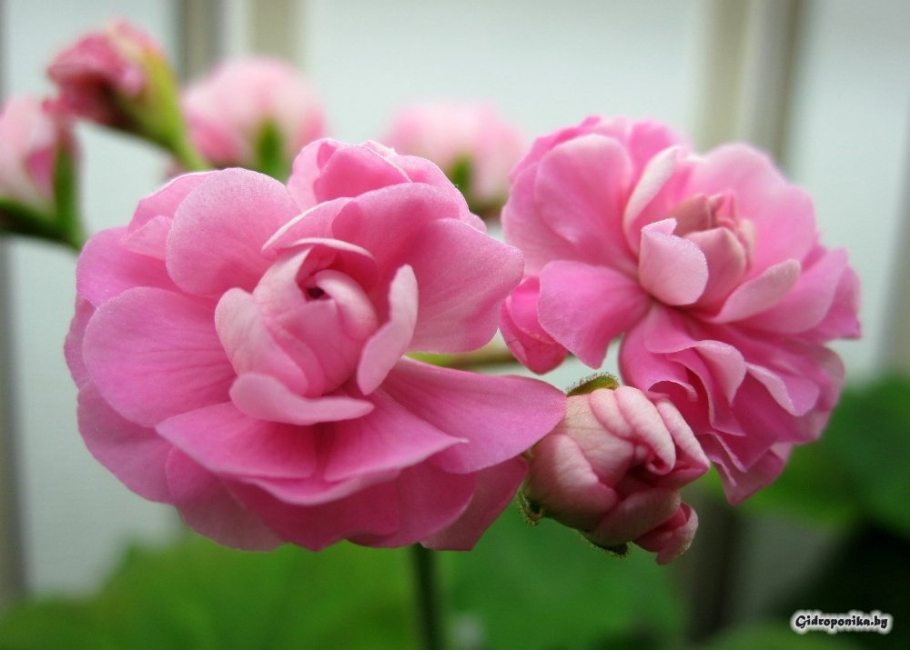 Swanland Pink / Australian Pink Rosebud