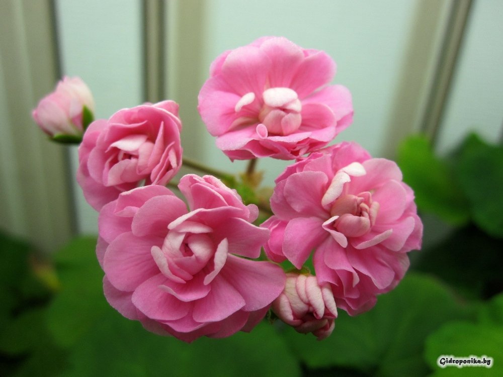 Swanland Pink / Australian Pink Rosebud