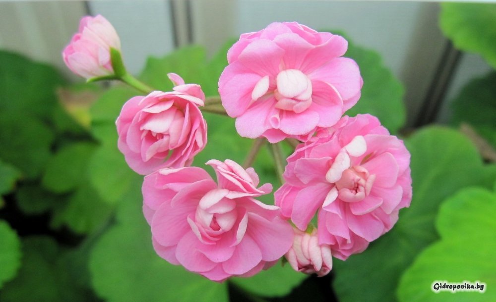 Swanland Pink / Australian Pink Rosebud