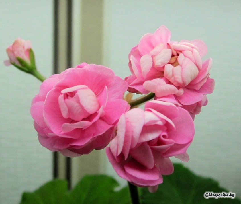 Swanland Pink / Australian Pink Rosebud
