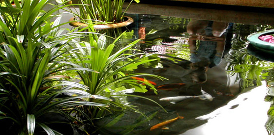 Аквапонная система в помощь учителям