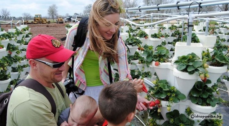 сбор урожая клубники