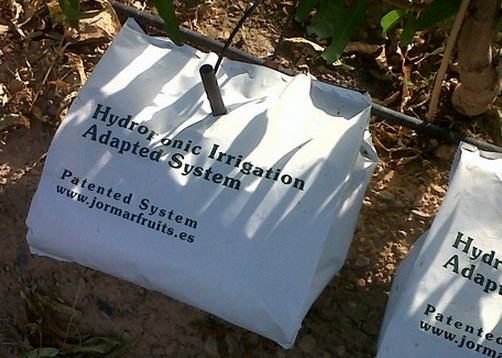 Гидропоника и плодовые деревья