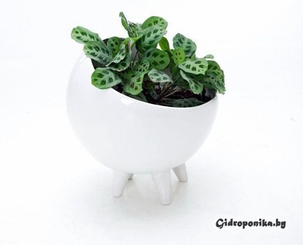 Керамический горшок