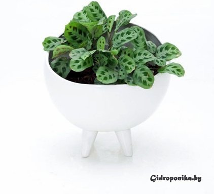 Керамический горшок