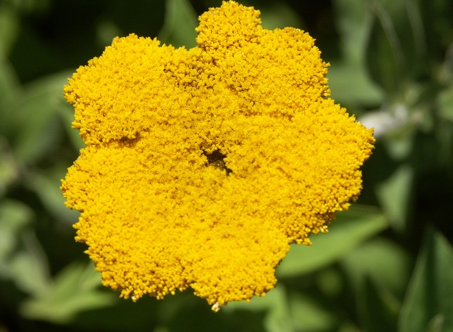 Бессмертник