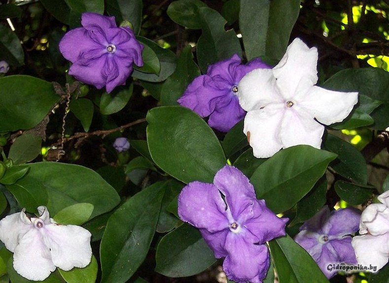 Брунфельсия