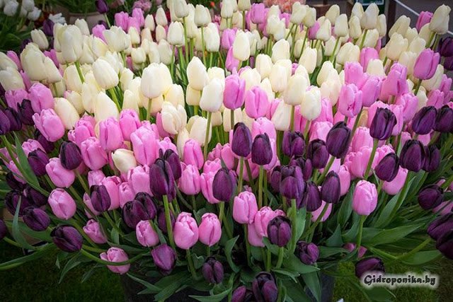 Цветочное шоу в Челси