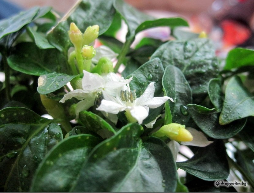 Декоративный перец