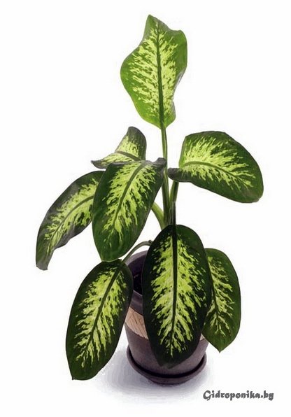 Диффенбахия