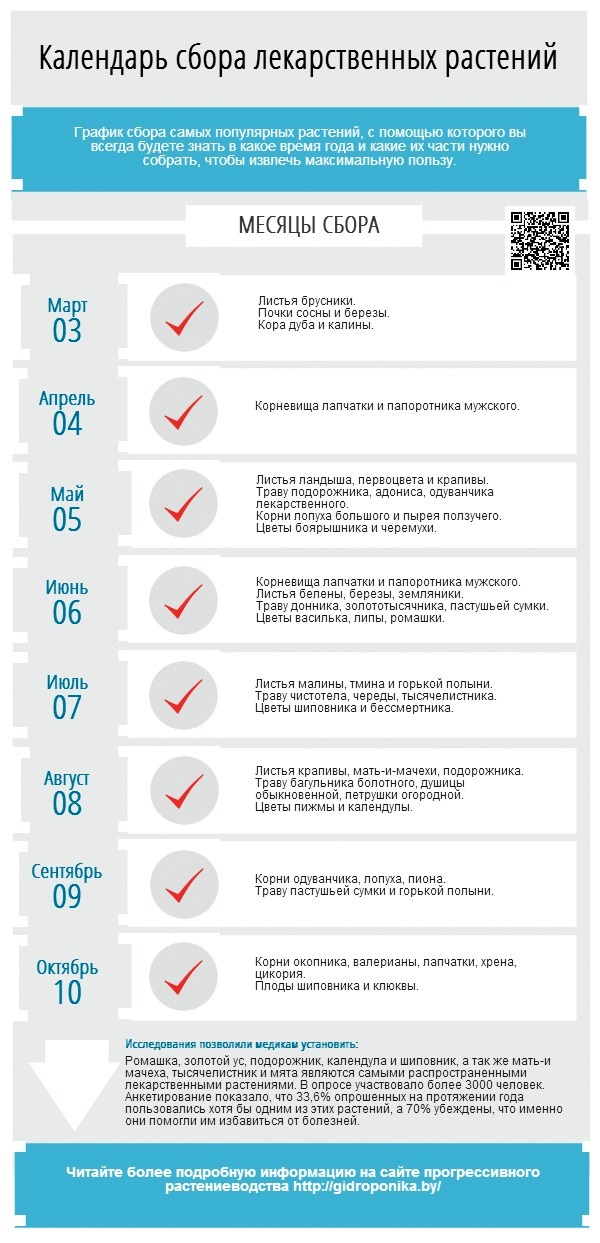 инфографик сбора лекарственных растений