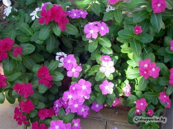 катарантус