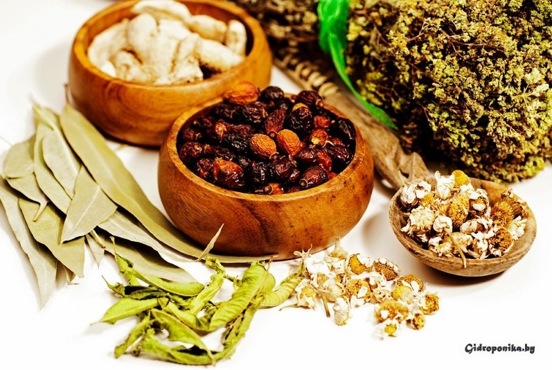 лекарственные травы