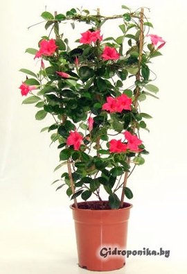 Мандевилла