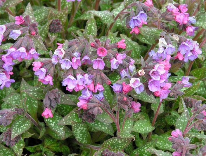 Медуница лекарственная