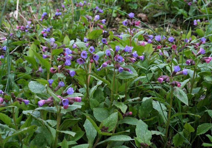 Медуница лекарственная