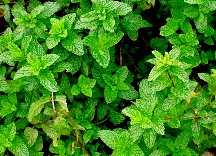 Мята перечная