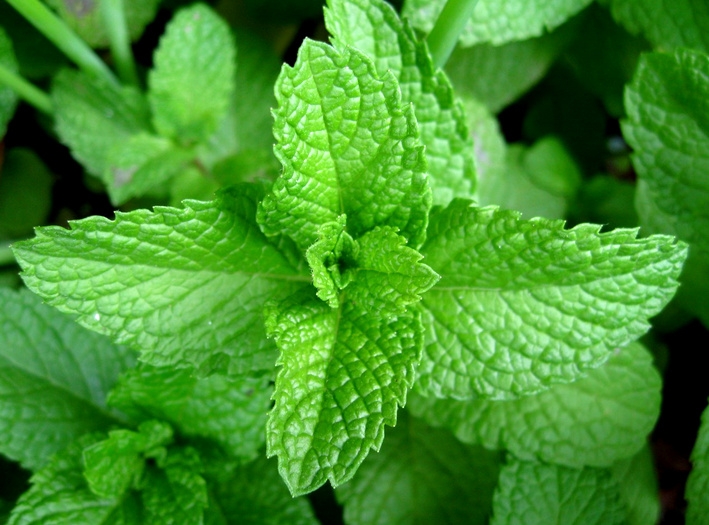 Мята перечная