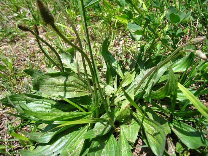 Подорожник