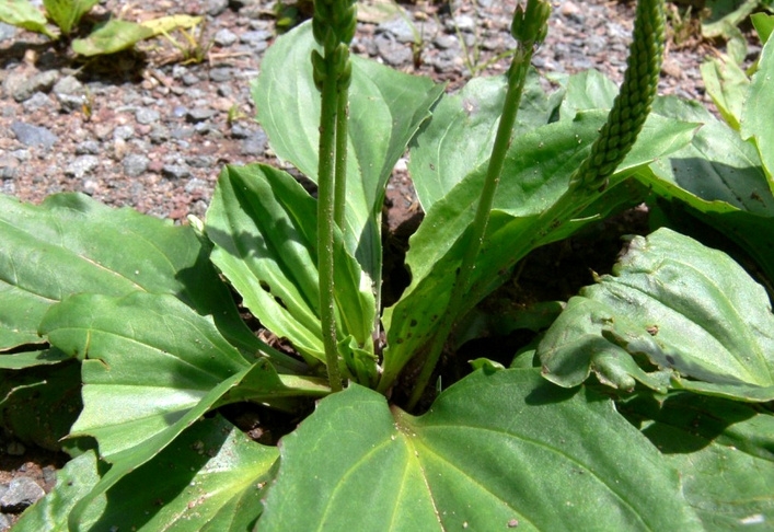 Подорожник