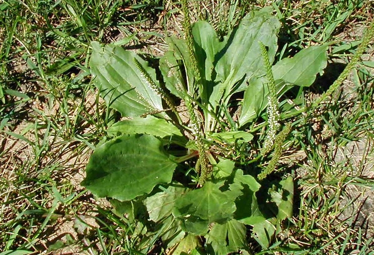 Подорожник