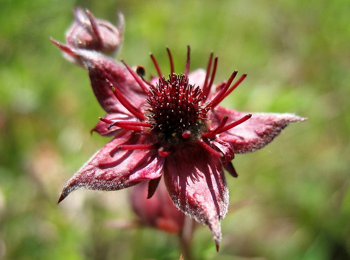 Сабельник болотный