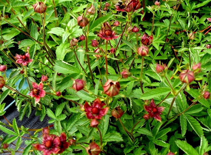 Сабельник болотный