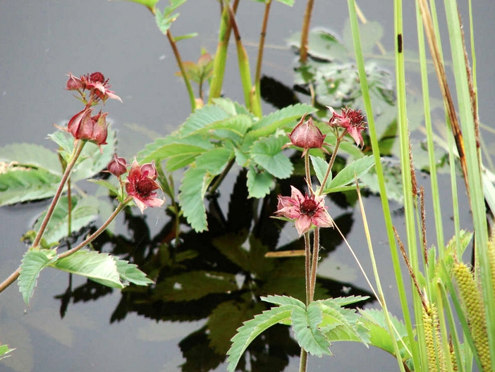 Сабельник болотный