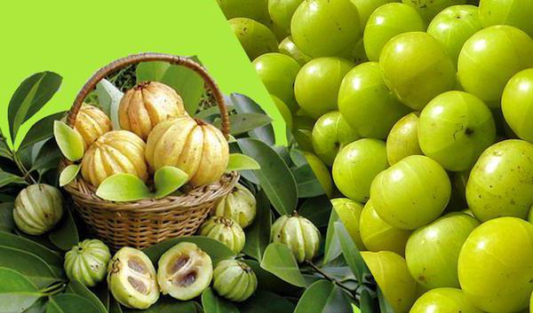 Гарциния камбоджийская