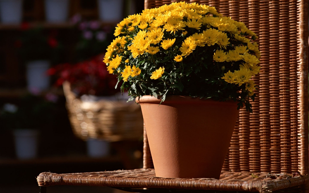 керамика горшок