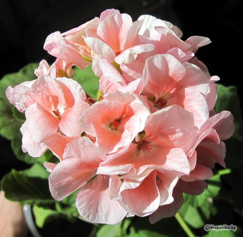 Maverick Light Salmon