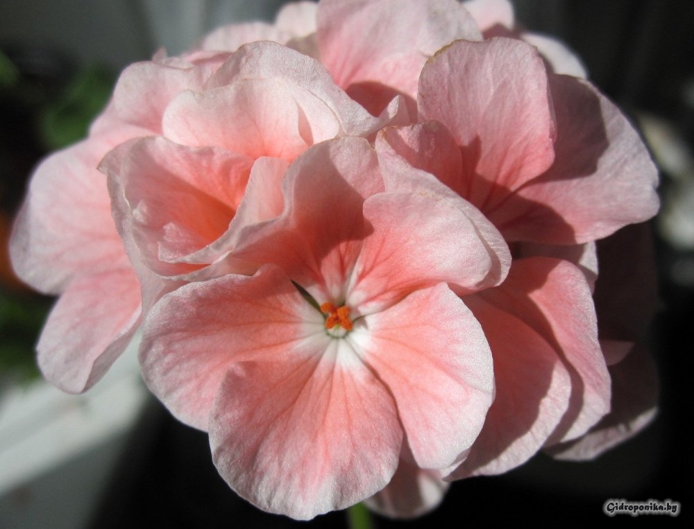 Maverick Light Salmon