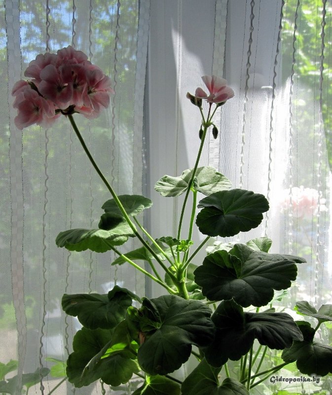 Maverick Light Salmon