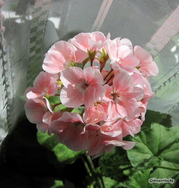 Maverick Light Salmon