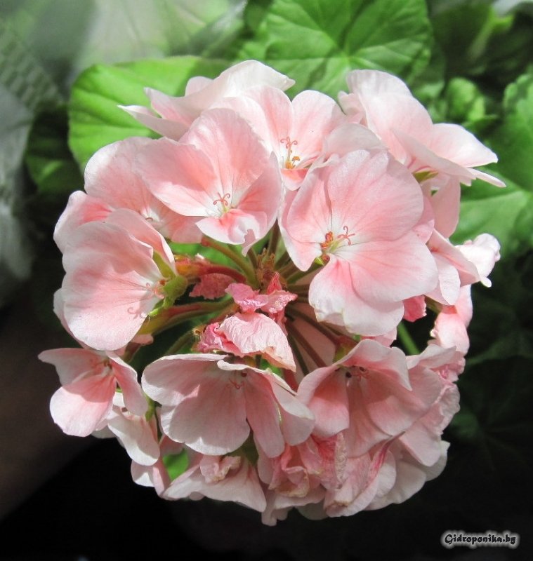 Maverick Light Salmon