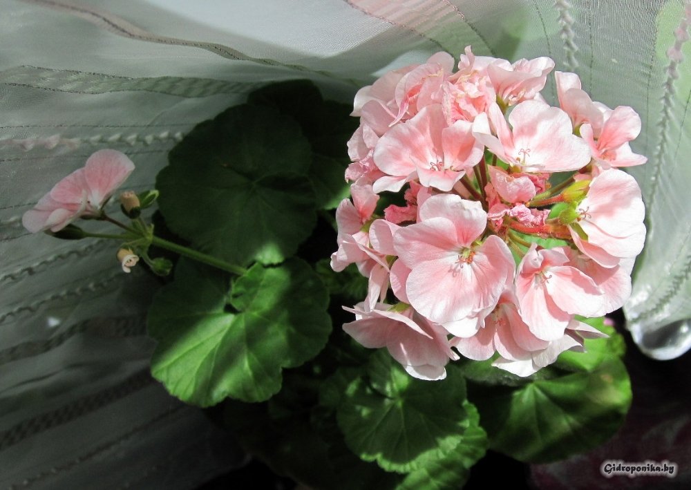 Maverick Light Salmon